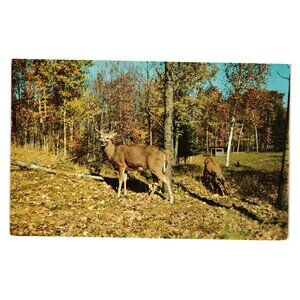Vintage 1953 Postcard Deer Scene Woods Wildlife L L Cook Kodachrome Wisconsin